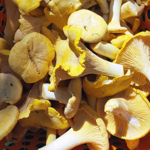 Chanterelles séchées