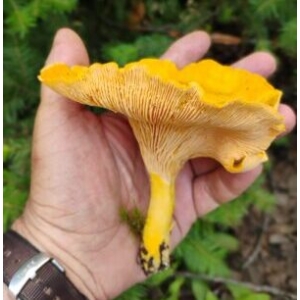 Champignons sauvages