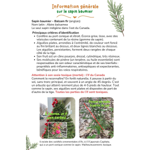 Feuillet sur le sapin baumier à télécharger