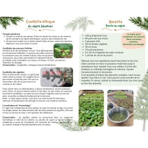 Feuillet sur le sapin baumier à télécharger