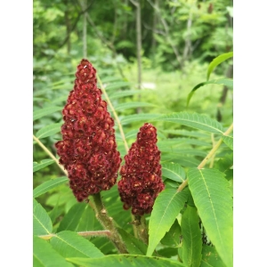 Mélange sumac et sapin