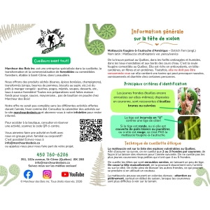 Feuillet sur la tête de violon – à télécharger