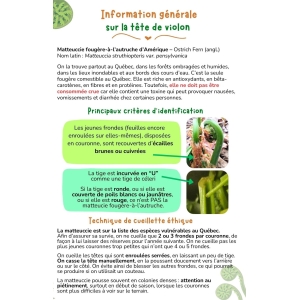 Feuillet sur la tête de violon – à télécharger