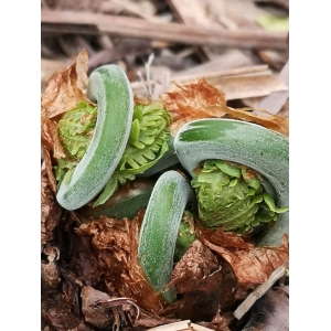 23 mai 2026 – Atelier découverte – Fous de la tête de violon!