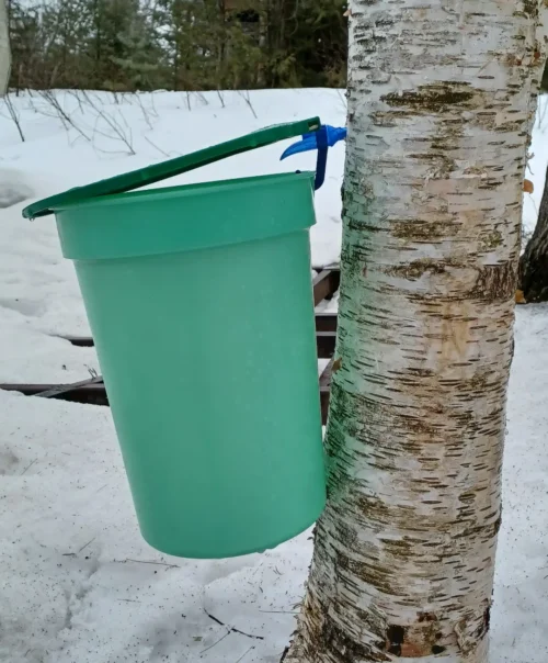 You are currently viewing <svg style="background:#c164c9;fill:#000000" focusable="false" role="img" aria-labelledby="cat_145" class="category-icon" xmlns="http://www.w3.org/2000/svg" viewBox="0 0 384 512"><!-- Font Awesome Free 5.15.3 by @fontawesome - https://fontawesome.com License - https://fontawesome.com/license/free (Icons: CC BY 4.0, Fonts: SIL OFL 1.1, Code: MIT License) --><title id='cat_145'>Catégorie: Atelier pratique</title><path d="M336 64h-80c0-35.3-28.7-64-64-64s-64 28.7-64 64H48C21.5 64 0 85.5 0 112v352c0 26.5 21.5 48 48 48h288c26.5 0 48-21.5 48-48V112c0-26.5-21.5-48-48-48zM192 40c13.3 0 24 10.7 24 24s-10.7 24-24 24-24-10.7-24-24 10.7-24 24-24zm121.2 231.8l-143 141.8c-4.7 4.7-12.3 4.6-17-.1l-82.6-83.3c-4.7-4.7-4.6-12.3.1-17L99.1 285c4.7-4.7 12.3-4.6 17 .1l46 46.4 106-105.2c4.7-4.7 12.3-4.6 17 .1l28.2 28.4c4.7 4.8 4.6 12.3-.1 17z"/></svg> Fous du bouleau!